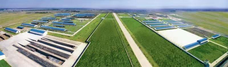 Modern Cattle Farm