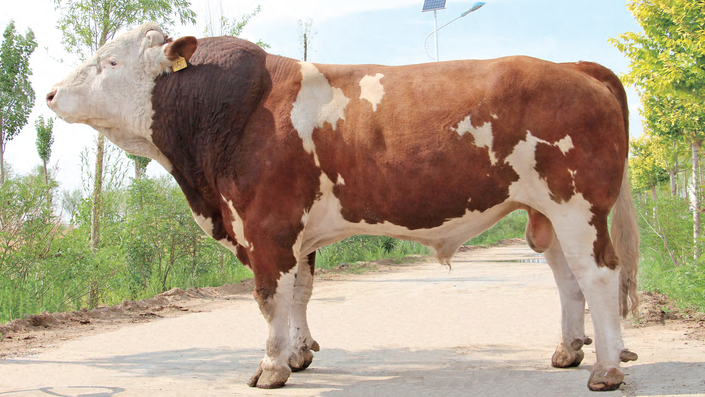 Charolais Bull XL220005