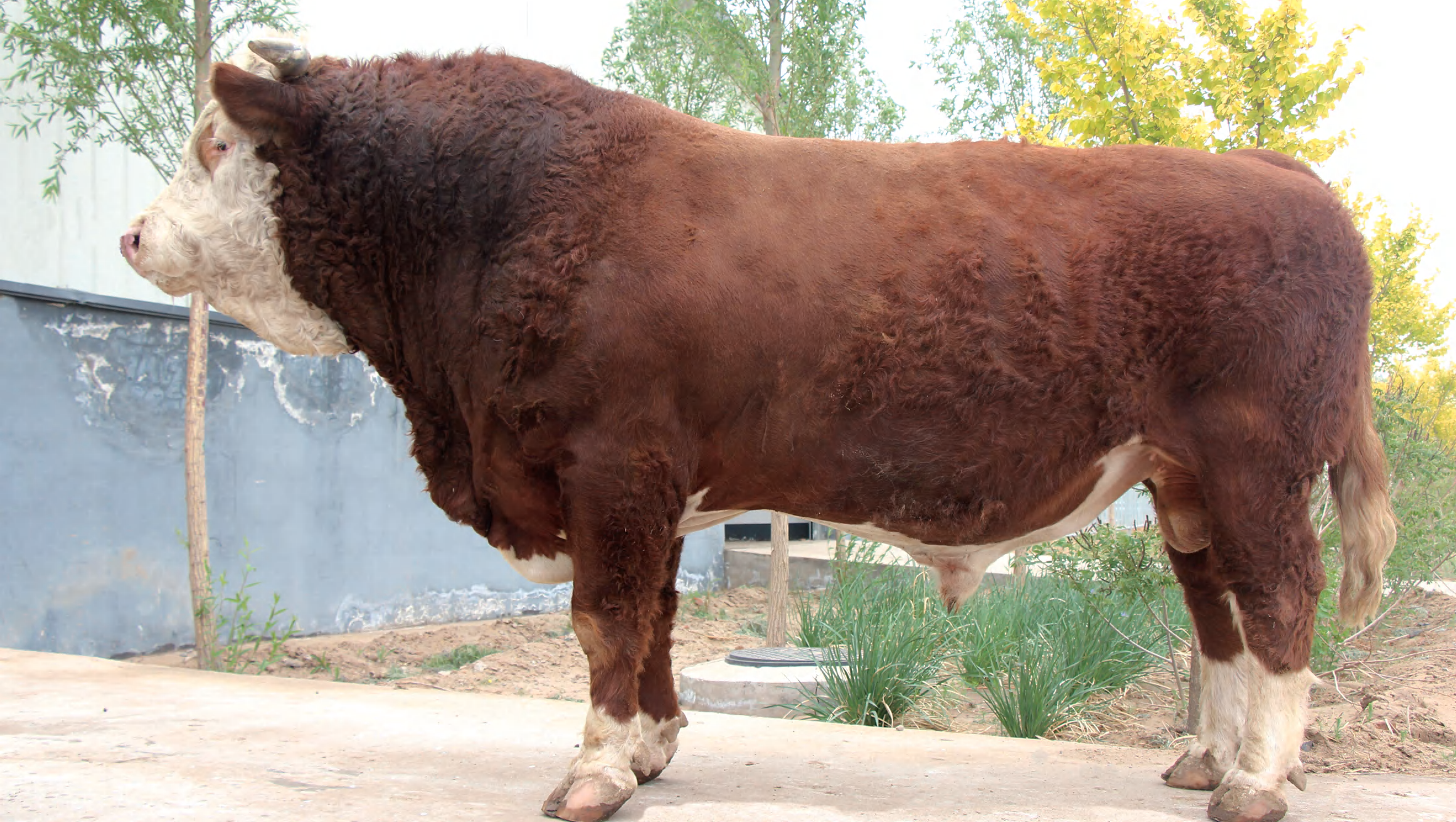 Huaxi Bull HX150013