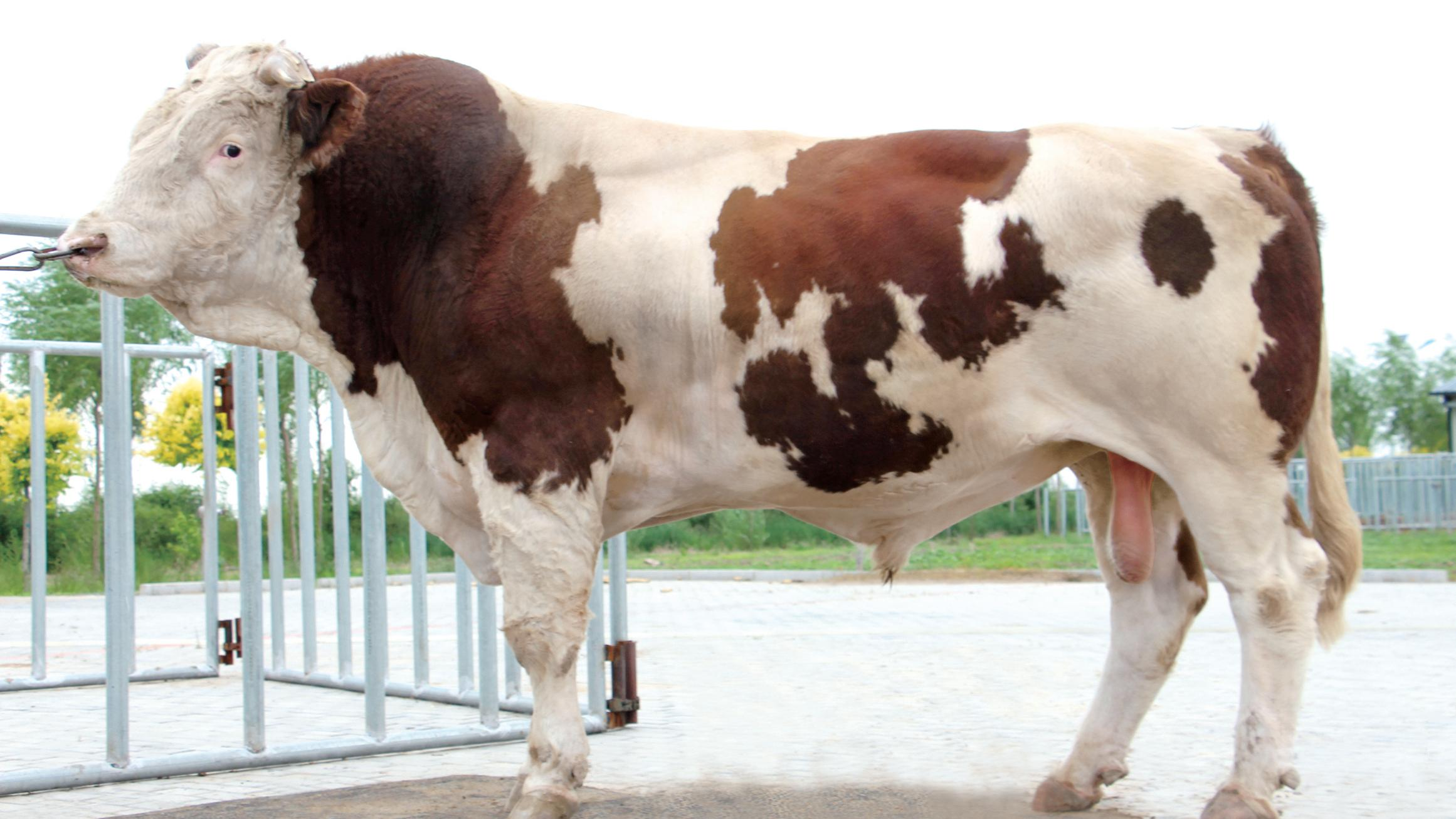 Limousin Bull LM410001