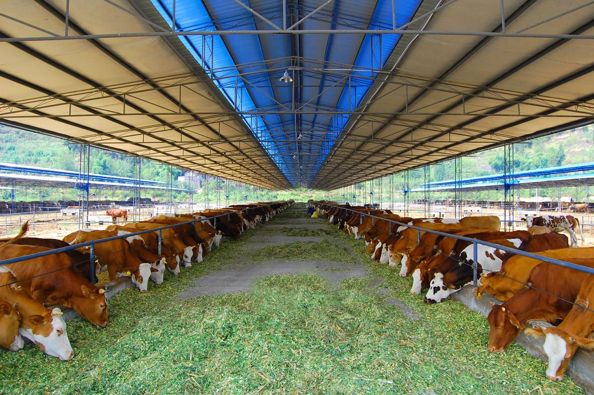 Modern Cattle Breeding Facility